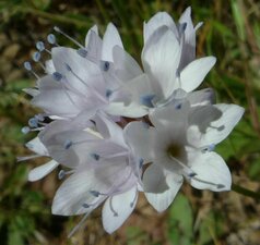 Gilia capitata flower